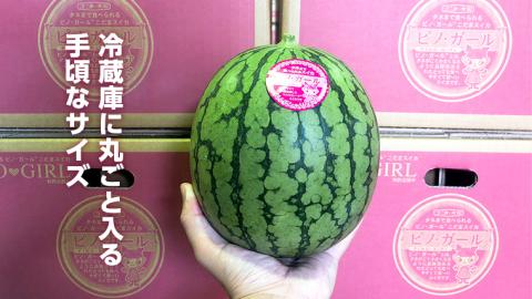 【 訳あり 】こだまスイカ ピノ・ガール（ １玉 ） 【 2026年5月中旬より発送開始 】 感動必至！ タネが気にならない すいか スイカ 西瓜 旬 旬の果実 旬のフルーツ くだもの 果実 フルーツ 夏 小玉スイカ 小玉 美味しい 茨城 [BC058sa]