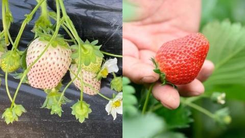 【 2026年 先行予約 】紅白 食べ比べセット いちご（ 2パック × 1箱 ) （茨城県共通返礼品／常陸太田市）2026年1月上旬発送開始 フルーツ 苺 イチゴ いちご 新鮮 朝採れ 茨城県 桧山FRUITFARM [DY019sa]