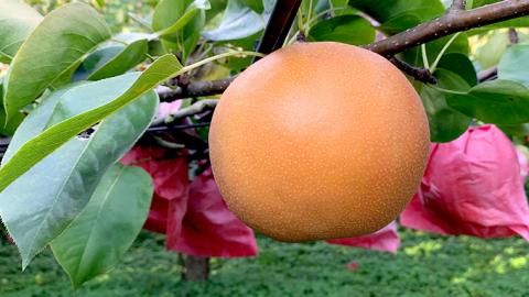 【 先行予約 】 にっこり梨 約3kg 箱 中玉 7玉～8玉 (茨城県共通返礼品 城里町) 2025年11月上旬から発送開始 フルーツ 甘い お正月 クリスマス 大玉 直送 茨城 限定[CO002sa]