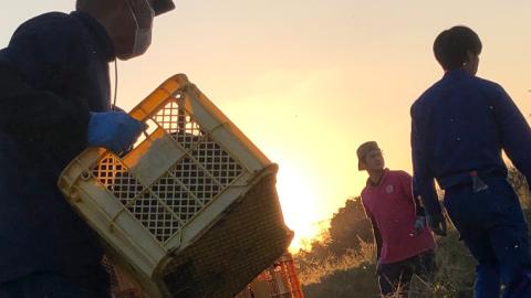 茨城県産 さつまいも 5kg （ シルクスイート ） サツマイモ さつま芋 産地直送 産直 焼き芋 焼いも 芋 いも イモ 野菜 国産 熟成 甘い 桜川市 [BC054sa]