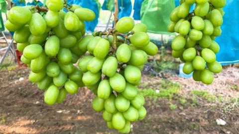 【2024年 先行予約】 シャインマスカット 約 1.2kg （ 茨城県共通返礼品 石岡市 ） 2024年9月上旬発送開始 マスカット フルーツ 果物 [DC013sa]