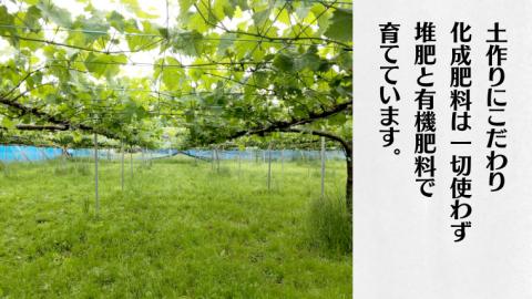 【 先行予約 】 茨城県産【 旬の味覚 】シャインマスカット クイーンニーナ と ピオーネ と 旬 の梨 秋月の詰め合わせ 約4kg (茨城県共通返礼品 かすみがうら市) (2025年9月上旬発送開始) 久保田果樹園 産地直送 フルーツ 甘い 直送 茨城 限定 ギフト ぶどう シャインマスカット クイーンニーナ 秋月 詰め合わせ 食べ比べ 果物 [DH013sa]