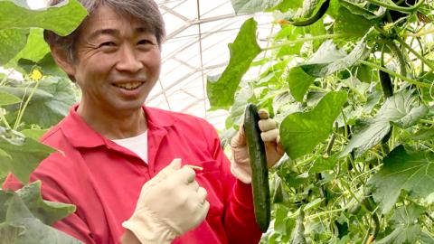 糖度9度以上 トマト 【 2025年収穫分 先行予約 】 スーパーフルーツトマト 中箱 約1.2kg（12~18玉）糖度9度以上 ＆ 新鮮 きゅうり 約20本 野菜セット 2025年2月上旬発送開始 とまと トマト 胡瓜 キュウリ 野菜 サラダ [BC063sa]