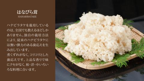 きのこ の 詰め合わせ Lサイズ 約2000g【茨城県共通返礼品 城里町】 キノコ 舞茸 あわび茸 たもぎ茸 しいたけ 花びら茸 [CX003sa]