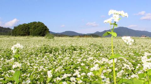 【お中元熨斗付】茨城県産 常陸そば 乾麺 贈答用 つゆ付セット 乾麺200ｇ×4袋 麺つゆ300ml×1本 そば  熨斗 熨斗付き お中元 御中元[BE035sa]
