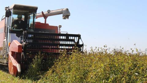 八割乾麺 セット 茨城県産【 常陸秋そば 】石臼挽きそば粉使用 ご自宅用 200g×8パック入 (16人分） そば 蕎麦 乾麺 常陸秋そば ［BE009sa］
