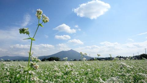 ご家庭用 常陸秋そば 4人前 そば 冷凍 生そば 小分け 常陸秋そば 蕎麦 ソバ 茨城県 桜川市 [AN032sa]