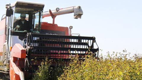 ＜お歳暮熨斗付＞ 茨城県産 常陸そば乾麺 ご贈答用 つゆ付セット 乾麺 200g × 4袋 麺つゆ 300ml × 1本【12月上旬より発送開始】[BE036sa]