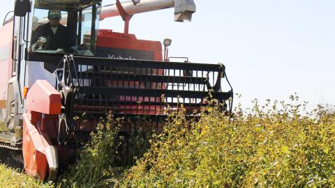 ＜お歳暮熨斗付＞茨城県産 常陸そば乾麺ご贈答用つゆ付セット 乾麺200ｇ×6袋　麺つゆ300ml×1本【12月上旬より発送開始】そば 常陸そば 熨斗 熨斗付き お歳暮 御歳暮[BE033sa]