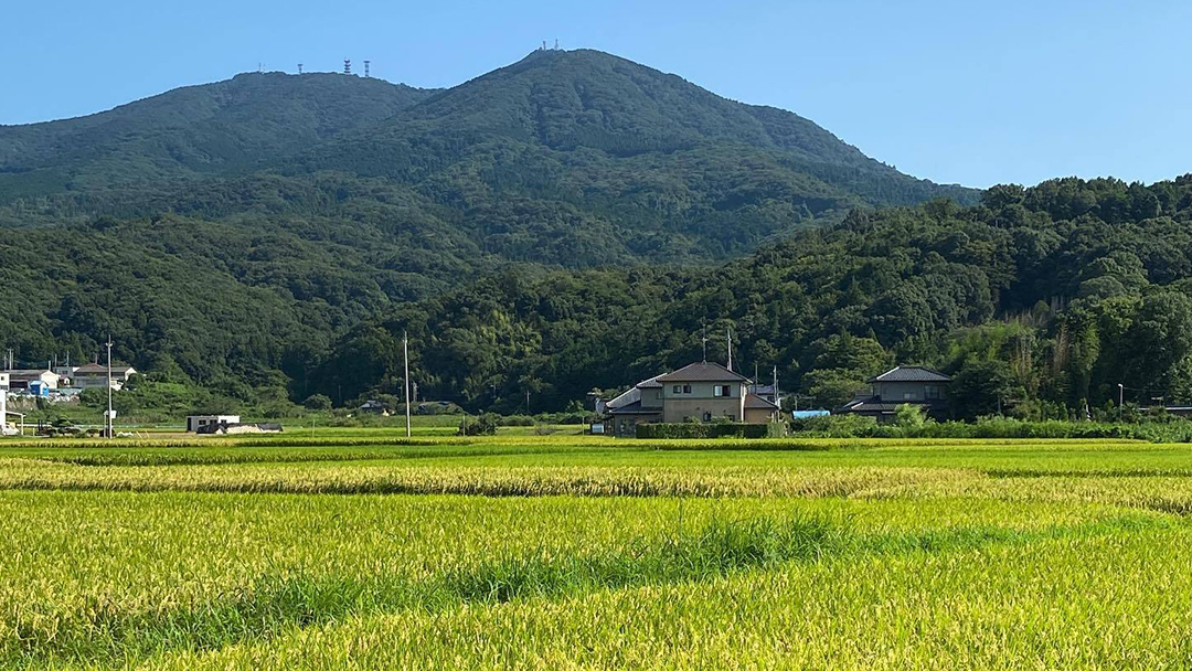 令和6年産 新米 】 茨城県産 コシヒカリ 「 羽鳥米 」 15kg ( 5kg × 3袋 ) 米 お米 コメ 白米 ごはん 精米 国産 茨城県  桜川市 限定 期間限定 数量限定 幻の米[AX001sa]: 桜川市ANAのふるさと納税