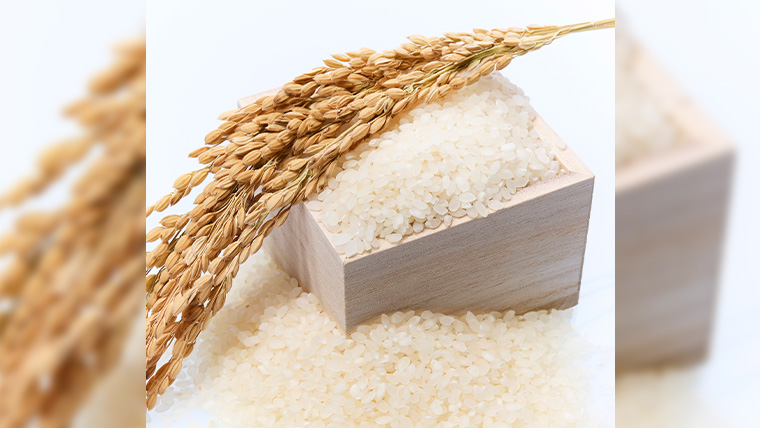 令和7年産 桜川市の 厳選 甘引米 コシヒカリ 食べ比べセット（玄米・精米） 特別栽培米 コシヒカリ こしひかり 玄米 精米 米 こめ コメ 有機肥料 桜川市産 茨城県[BA002sa]