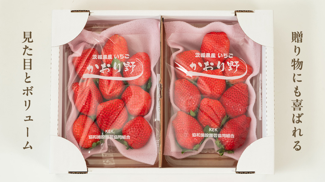 【 2026年1月上旬発送開始 】 完熟 かおり野 260g×2P 国産 いちご イチゴ 苺 果物 フルーツ 茨城県産 KEK 果物 フルーツ [BC024sa]