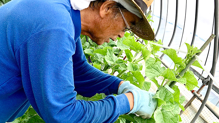 【2025年8月下旬発送開始】 季節 限定 ！甘さ満点 アールス メロン 大箱 （ 4?5玉 ） 果物 フルーツ 農家直送 産直 青肉メロン 特産品 マスクメロン メロン くだもの 茨城 [BC046sa]