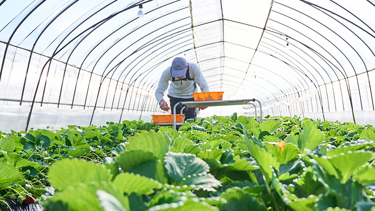 【12/17までの申込で年内にお届け！】 完熟いちご 約260g×2パック 品種おまかせ 年内お届け 国産 いちご イチゴ 苺 [BC089sa]