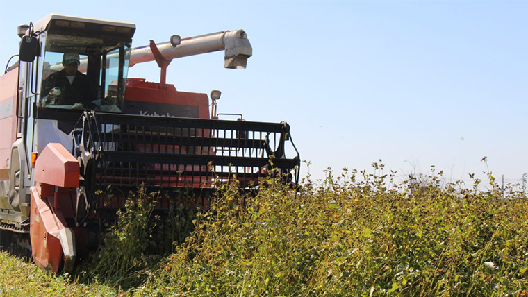 《 ご自宅用 / 簡易包装 》＜１２月配送＞八割乾麺セット 茨城県産【常陸秋そば】石臼挽きそば粉使用　200g×8パック入　(おおよそ16人分） そば 蕎麦 そば粉 乾麺 国産 農家直送 ご家庭用 小分け セット [BE043sa]