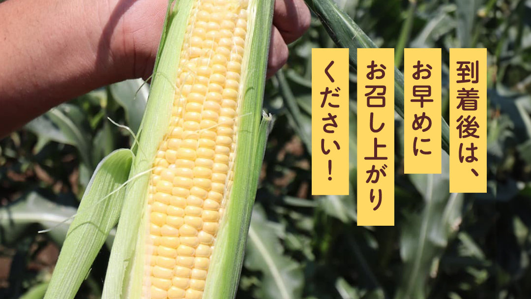 朝採れ とうもろこし 10本 ～ 12本 約4kg 2Lサイズ以上  ( 2025年6月下旬から発送開始 )  茨城県 桜川市産 農家直送 朝採り 新鮮 甘い 野菜 おおもの ゴールドラッシュ ゴールドラッシュネオ ゴールデンタイム サニーショコラ  JGAP [DD001sa]