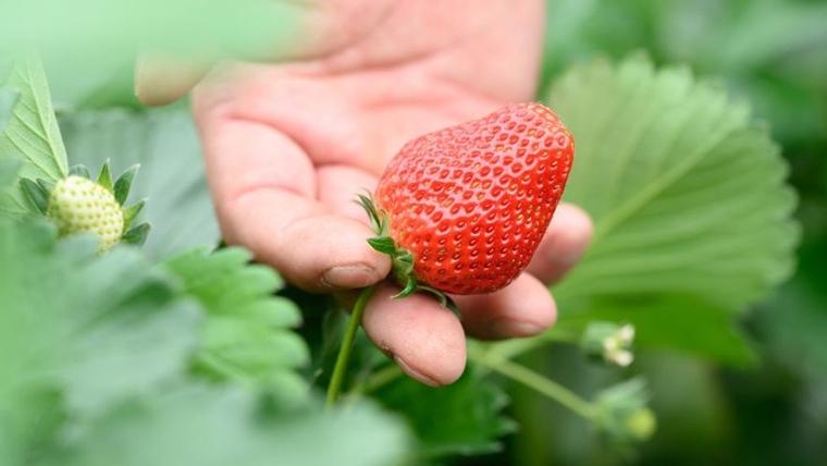 やよいひめ (4パック)　特大・デラックスサイズ（茨城県共通返礼品／常陸太田市） 2026年1月上旬発送開始 大粒 フルーツ 苺 イチゴ いちご 新鮮 朝採れ 茨城県 桧山FRUITFARM [DY014sa]