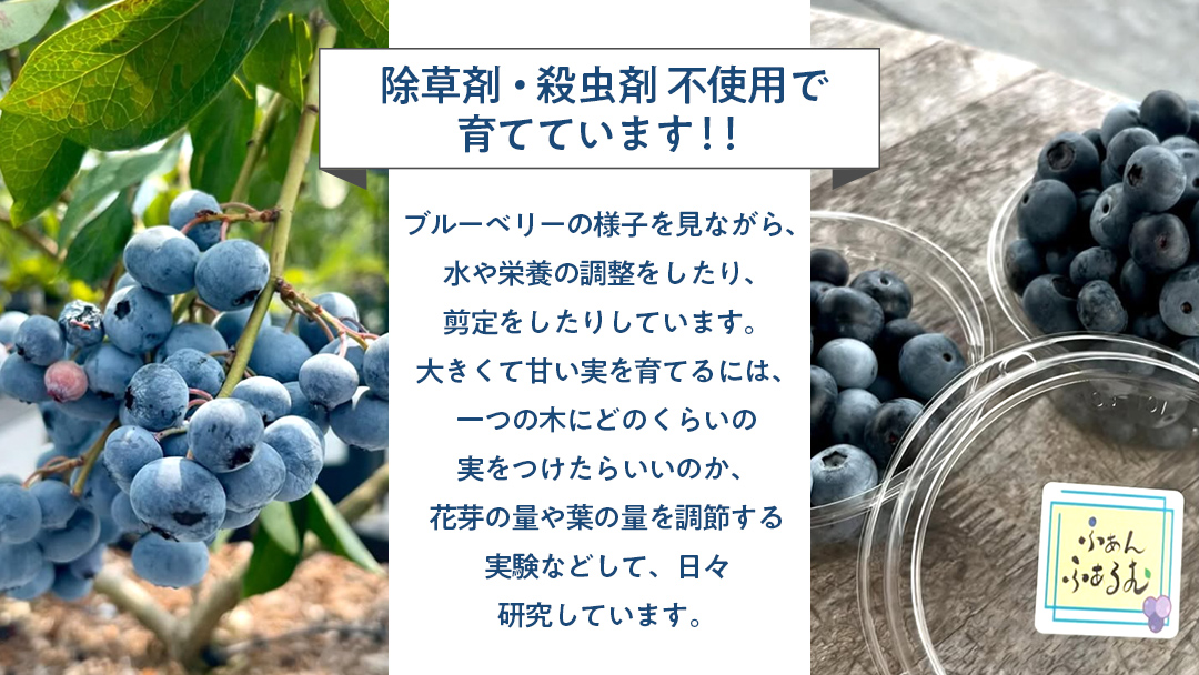 茨城県産 冷凍 ブルーベリー 合計 500g (250g×2袋)【2025年7月中旬から発送開始】 多品種 果実 果物 くだもの フルーツ おやつ ブルーベリー ベリー ジャム 小分け[DZ003sa]