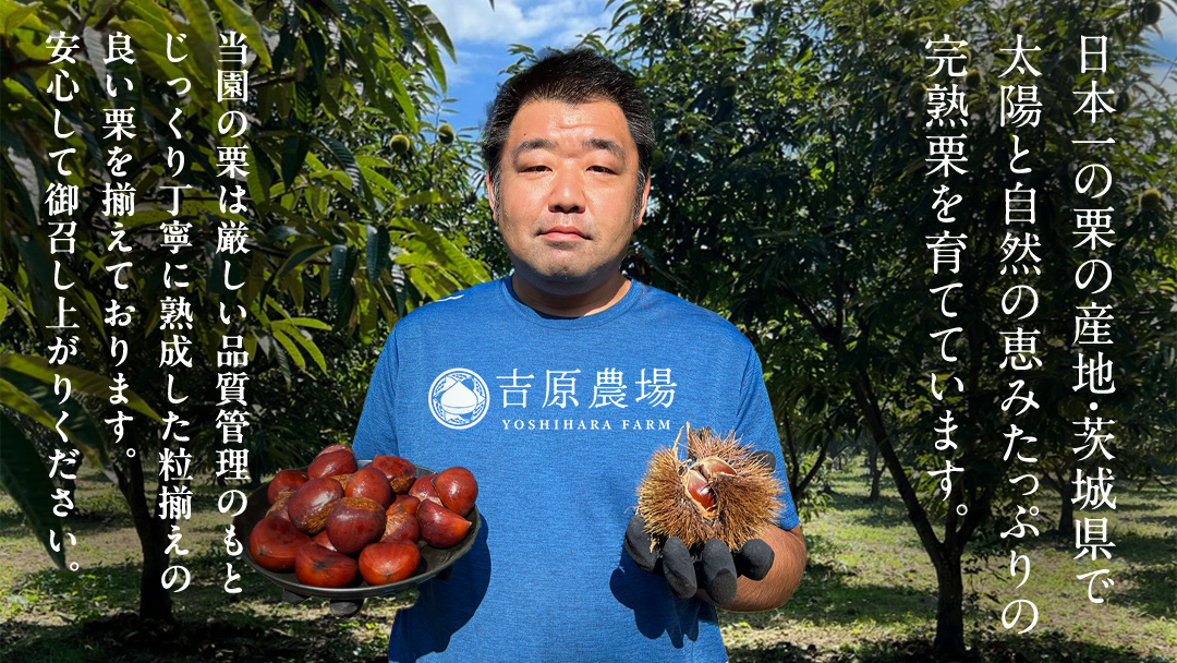 栗の深雫 (くりのしずく) 3箱 完熟 栗 くり クリ 栗きんとん 和菓子 おかし お菓子 贈り物 贈答 ギフト 秋 冬 [FC012sa]