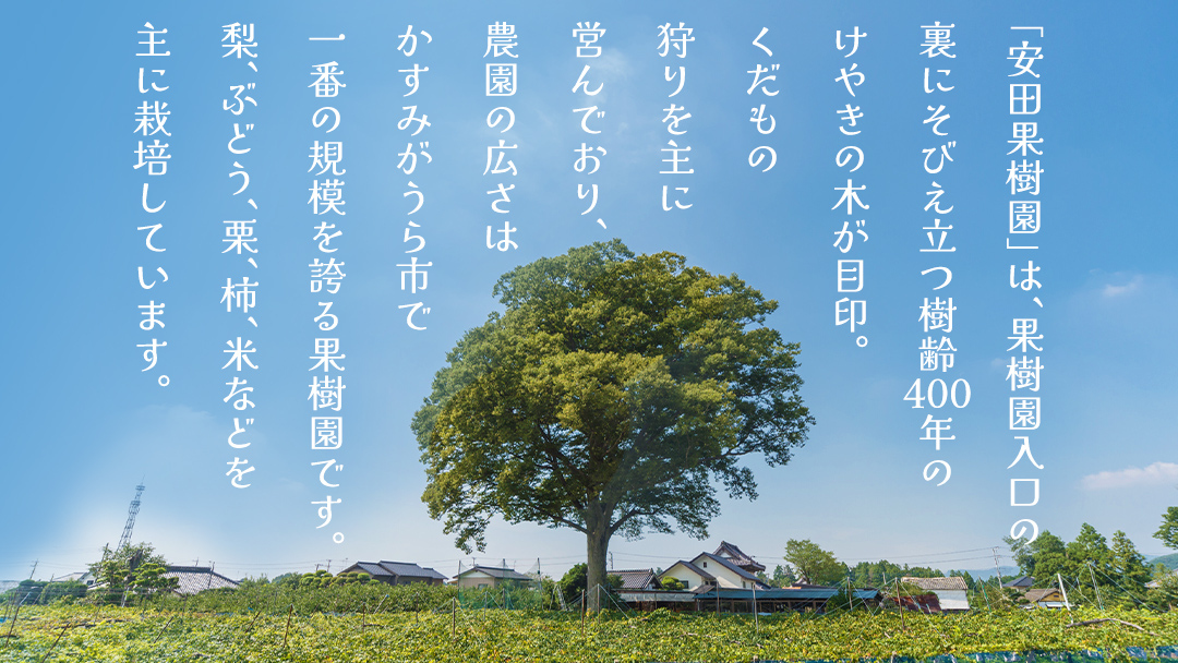富有柿 12～16玉（茨城県共通返礼品：かすみがうら市） 【2026年11月中旬発送開始】 柿 かき 富有カキ ( 1箱 ) 果物 フルーツ くだもの カキ 富有かき 秋 旬 発送 産地直送 農家直送 産直 茨城県 [FF003sa]