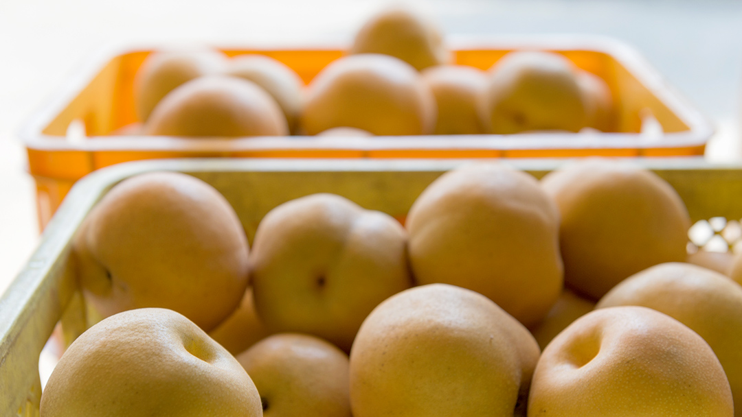 豊水 約5kg（茨城県共通返礼品：かすみがうら市） 【2026年9月上旬発送開始】 梨 数量限定 なし ナシ フルーツ 果物 旬 産地直送 [FF004sa]