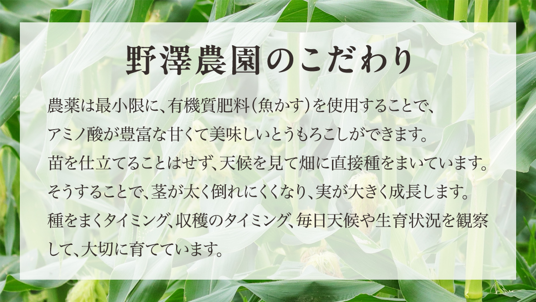 【2026年先行予約】桜川市産 とうもろこし 品種おまかせ 約4kg おおもの ゴールドラッシュ おひさまコーン  [FJ001sa]