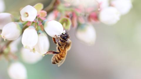 山桜はちみつと春の田舎はちみつの3種ギフトセット[結蜜 Musubi-R3] 【茨城県共通返礼品／五霞町】国産 国産はちみつ ハチミツ 茨城県産 [BS001sa]