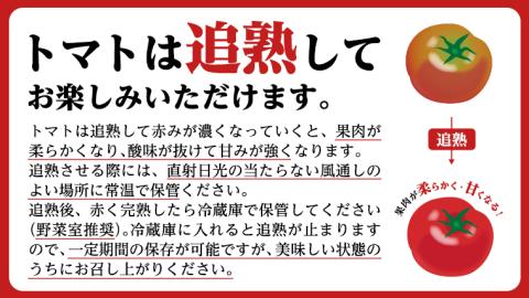《 2026年収穫分 先行予約 》《 3回 定期便 》 糖度7度以上 フルーツトマト 大箱 約2.6kg × 1箱 × 3回 ブランドトマト 野菜 ギフト 贈答 [BC053sa]