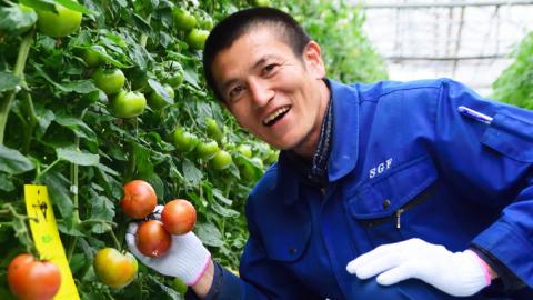 《 2026年収穫分 先行予約 》 糖度9度以上 スーパーフルーツトマト 大箱 約2.6kg × 3箱  (20～35玉/1箱) フルーツトマト ブランドトマト 野菜 ギフト 贈答 [BC010sa]