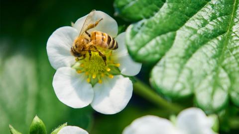 【 2025年1月上旬発送開始 】完熟！ やよいひめ 約280g×2P・とちおとめ 約280g×2P 食べ比べ 国産 いちご イチゴ 苺 果物 フルーツ 茨城県産 KEK [BC008sa]