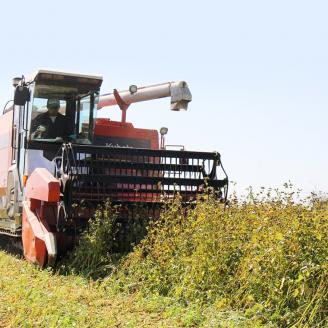 ＜お歳暮熨斗付＞八割乾麺セット 茨城県産【常陸秋そば】石臼挽きそば粉使用200ｇ×10パック入【11月中旬より発送】[BE030sa]