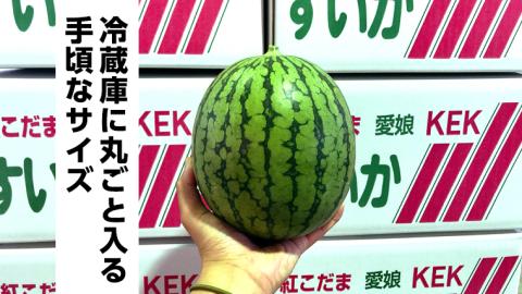 【訳あり】 際まで甘い こだまスイカ 愛娘 （１玉） 【2026年5月中旬より発送開始】 スイカ 西瓜 旬 旬の果実 旬のフルーツ くだもの 果実 フルーツ 夏 小玉スイカ 小玉 果物 美味しい [BC060sa]