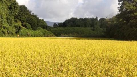 令和8年産 コシヒカリ 精米 10kg (茨城県共通返礼品 かすみがうら市) 銘柄米 [DH020sa]