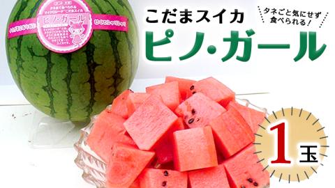 こだまスイカ ピノ・ガール（１玉） 【2026年5月中旬より発送開始】 感動必至！タネが気にならない スイカ 西瓜 小玉スイカ 小玉 果物 くだもの フルーツ 美味しい 茨城 [BC029sa]