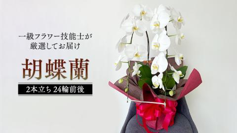 胡蝶蘭 2本立ち 24輪前後 プロが選んでお届け 胡蝶蘭 フラワーギフト お祝い 誕生日 鉢植え 花 贈り物 ギフト 蘭 ラン [CY001sa]