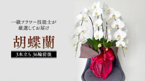 胡蝶蘭 3本立ち 36輪前後 プロが選んでお届け 胡蝶蘭 フラワーギフト お祝い 誕生日 鉢植え 花 贈り物 ギフト 蘭 ラン [CY002sa]