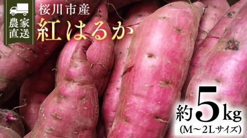 【2025年10月下旬発送開始】桜川産 さつまいも 紅はるか 5kg  茨城県 サツマイモ べにはるか 芋 甘い[SC029sa]
