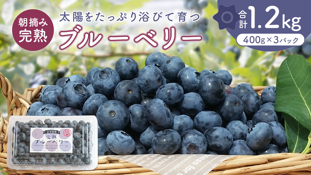 ブルーベリー1.2kg ( 400g × 3パック ) 【2026年6月から発送開始】 国産 茨城県産 ベリー フルーツ 果物 くだもの 自家製栽培[AK002sa]