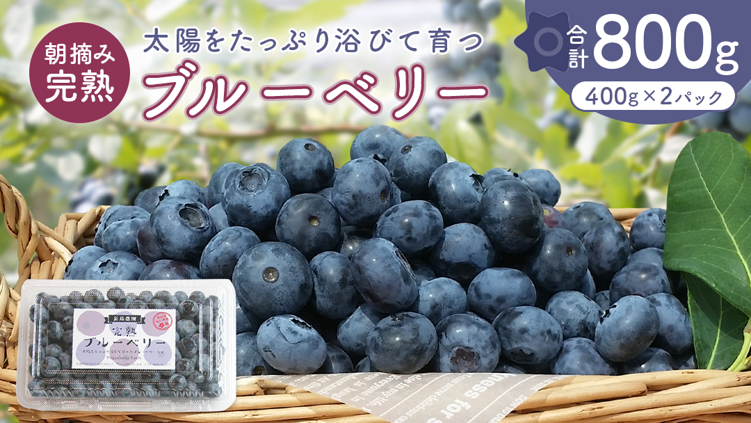 ブルーベリー 800g ( 400g × 2パック ) 【2026年6月から発送開始】 国産 茨城県産 ベリー フルーツ 果物 くだもの 自家製栽培[AK003sa]