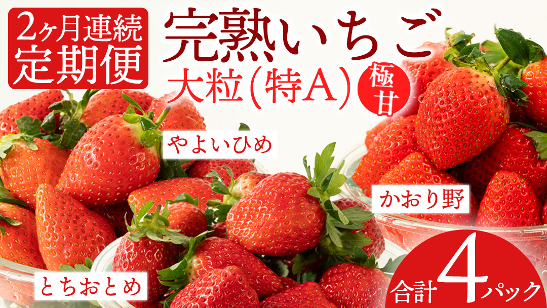 【2ヵ月 定期便】 完熟 いちご 2パック × 2回 合計 4パック （1P約260g） 国産 イチゴ 苺 果物 くだもの フルーツ かおり野 とちおとめ やよいひめ 茨城県産 KEK [BC073sa]