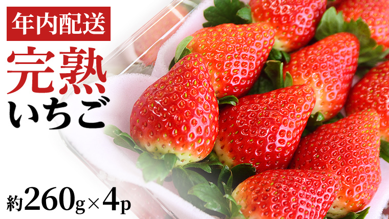 【12/17までの申込で年内にお届け！】 完熟いちご 約260g×4パック 品種おまかせ 年内お届け 国産 いちご イチゴ 苺 [BC090sa]