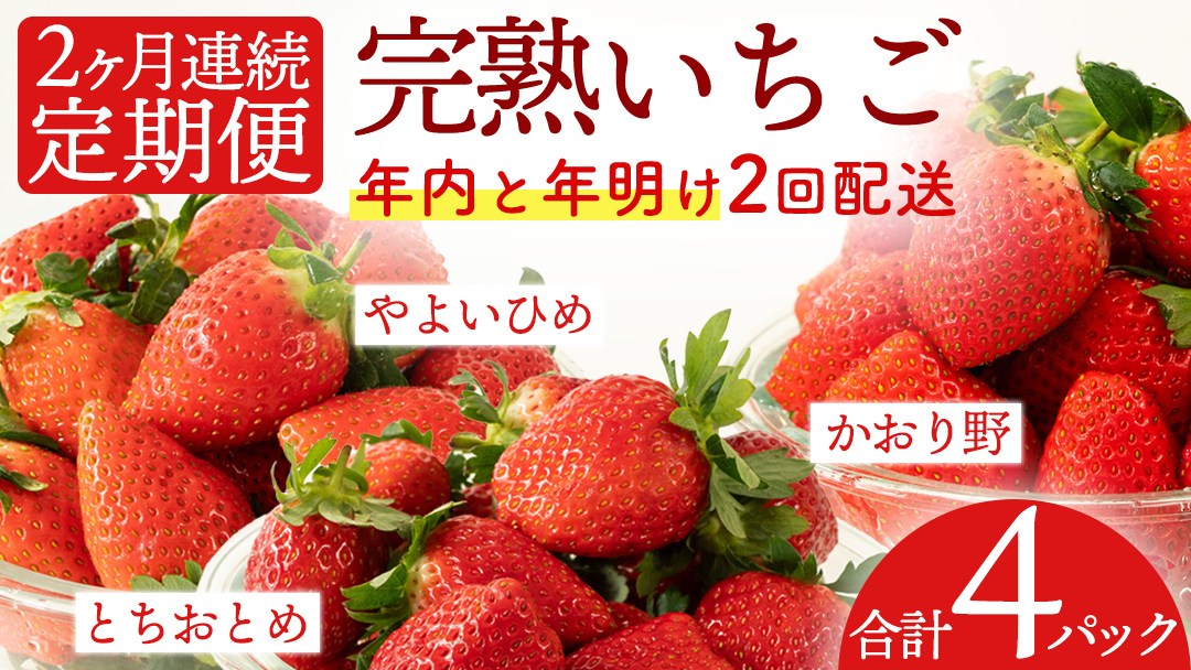 【2ヵ月連続】 採れたて完熟いちご 定期便（260g×2パック×2回／12月・1月お届け） かおり野 とちおとめ やよいひめ 国産 イチゴ 苺 [BC092sa]