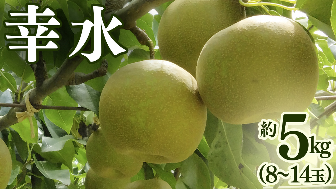 幸水 約 5kg （8～14玉） 2026年産 先行予約 梨 果物 フルーツ なし ナシ 幸水梨 くだもの デザート 茨城 [BQ019sa]