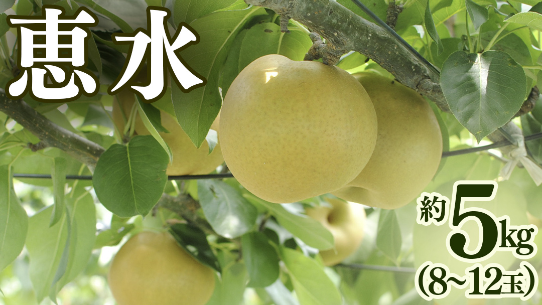 恵水 約 5kg （8～12玉） 2026年産 先行予約 梨 果物 フルーツ なし ナシ 恵水梨 くだもの デザート 茨城 [BQ021sa]