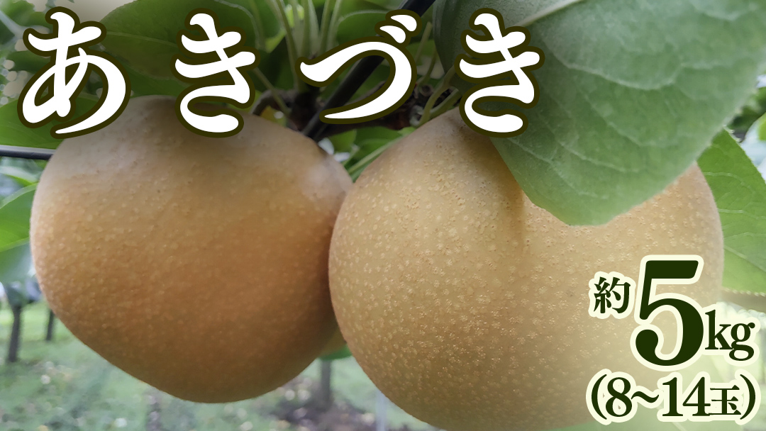 あきづき 約 5kg （8～14玉） 2026年産 先行予約 梨 果物 フルーツ なし ナシ あきずき あきづき梨 くだもの デザート 茨城 [BQ022sa]