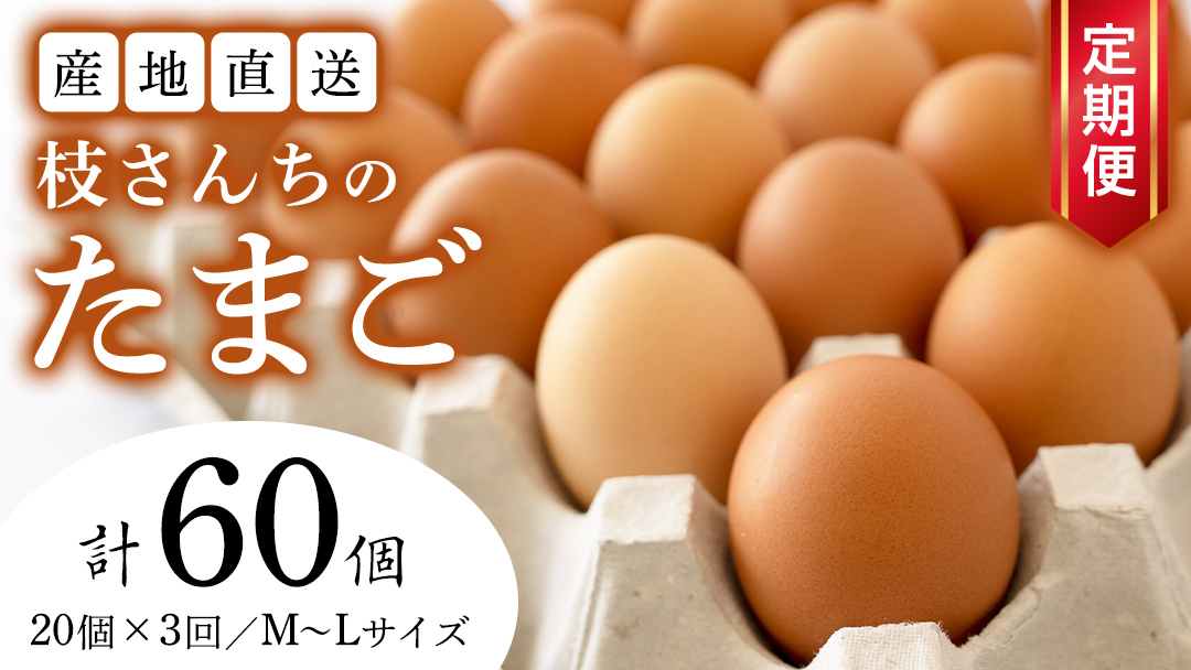 【3ヶ月定期便】枝さんち の たまご 20個×3回 合計60個 定期便 産地直送 たまご 玉子 生卵 鶏卵 タマゴ 平飼い 桜川市産 茨城県産 卵 非遺伝子組換え [BT004sa]