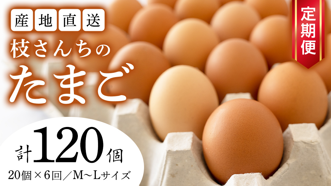 【6ヶ月定期便】枝さんち の たまご 20個×6回 合計120個 定期便 産地直送 たまご 玉子 生卵 鶏卵 タマゴ 平飼い 桜川市産 茨城県産 卵 非遺伝子組換え [BT005sa]