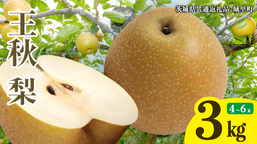 【2026年11月中旬から発送開始】王秋梨 約3kg 4玉～6玉 (茨城県共通返礼品:城里町) フルーツ 甘い お正月 クリスマス 大玉 直送 茨城 限定 [CO009sa]