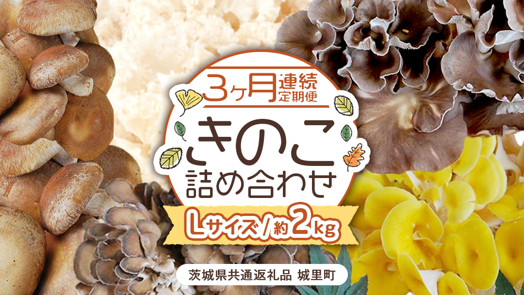 《 ３ヶ月 連続定期便 》 きのこ の 詰め合わせ Lサイズ 約2kg （茨城県共通返礼品 城里町） 定期便 キノコ 舞茸 あわび茸 たもぎ茸 しいたけ 花びら茸 セット 鍋 炒め物 [CX007sa]