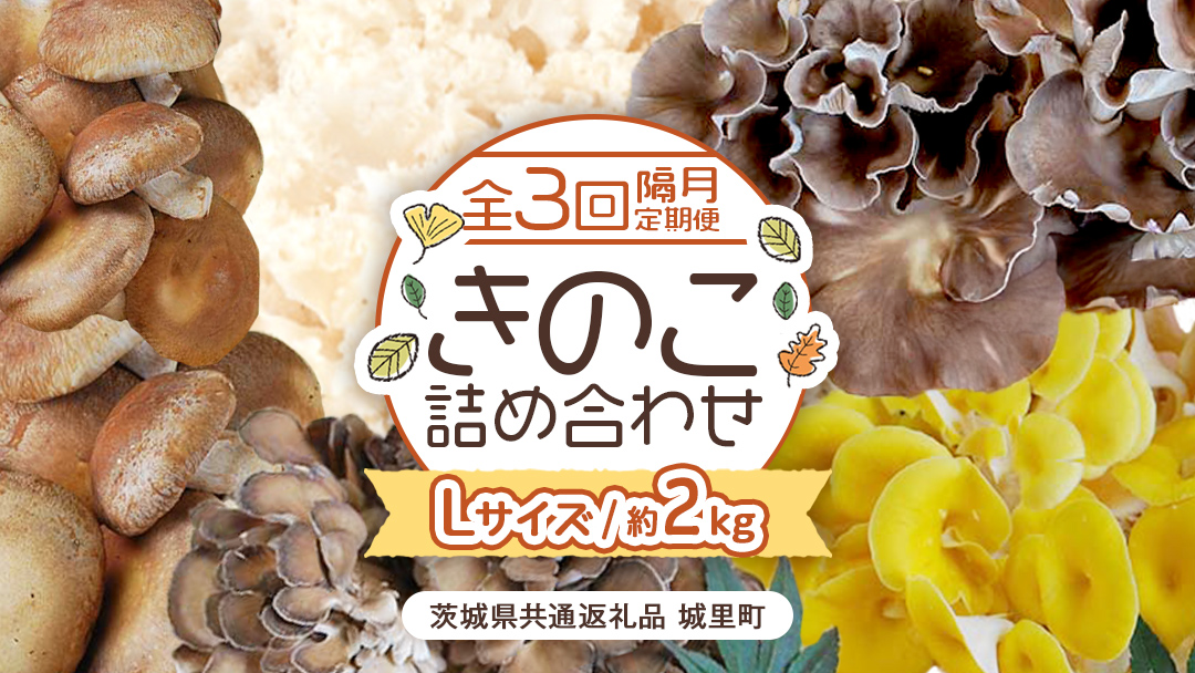 《 全３回 隔月定期便 》 きのこ の 詰め合わせ Lサイズ 約2kg （茨城県共通返礼品 城里町） 定期便 キノコ 舞茸 あわび茸 たもぎ茸 しいたけ 花びら茸 セット 鍋 炒め物 [CX010sa]